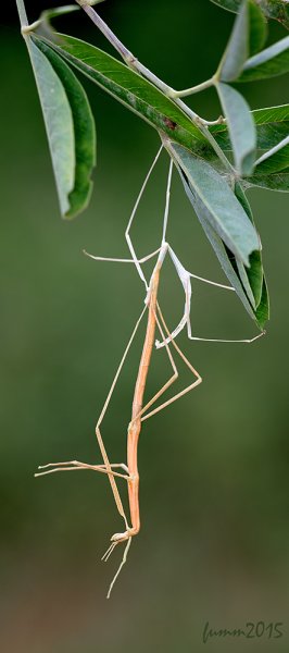 FUM_4871 FMW.jpg