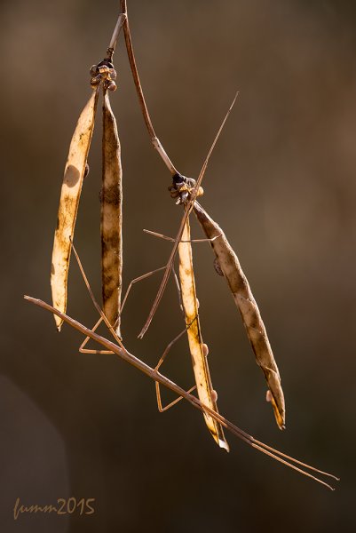 FUM_4642 FMW.jpg