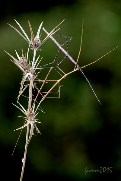 FUM_5142 FMW.jpg