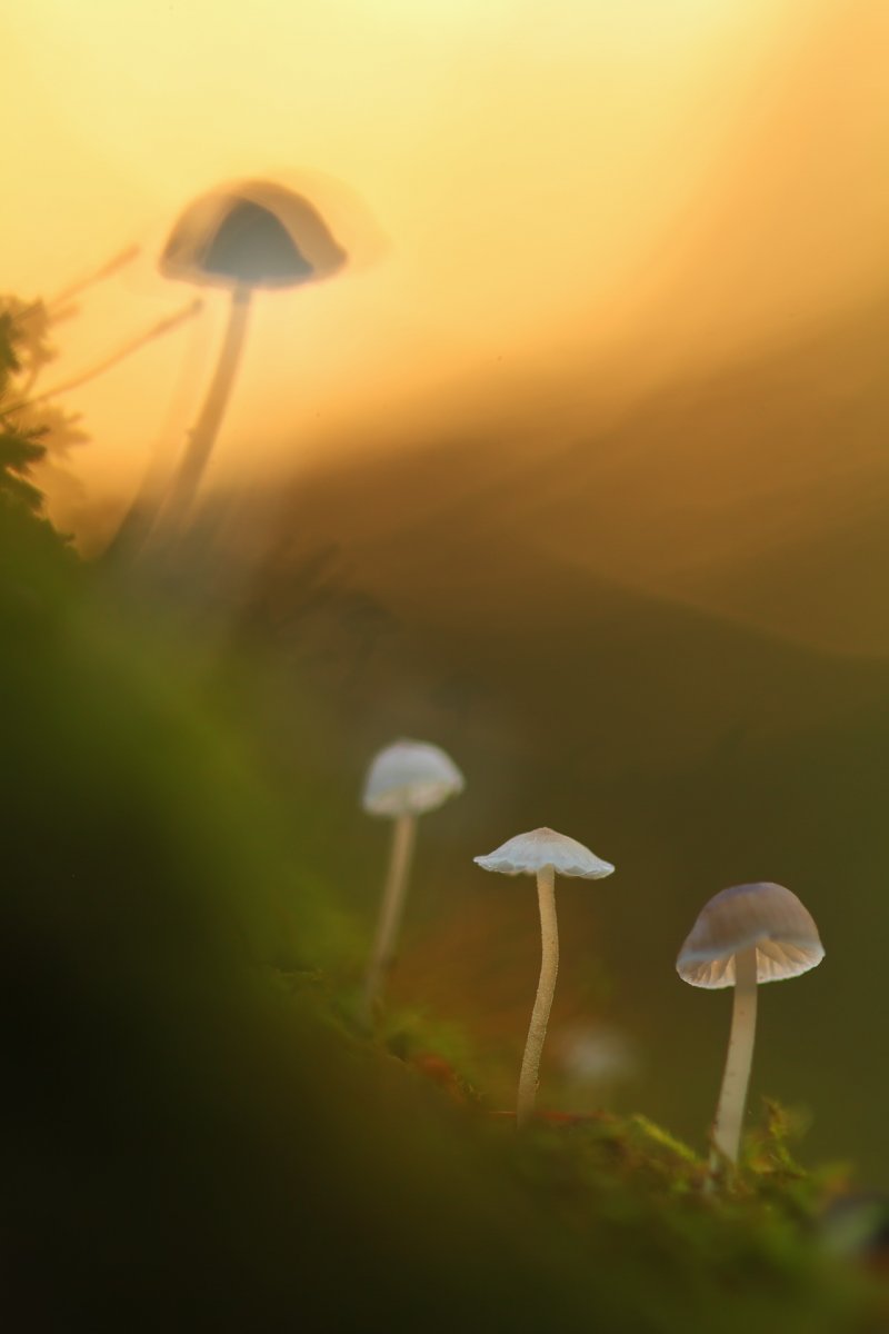 Вечернее - Mushrooms - Macroclub.org