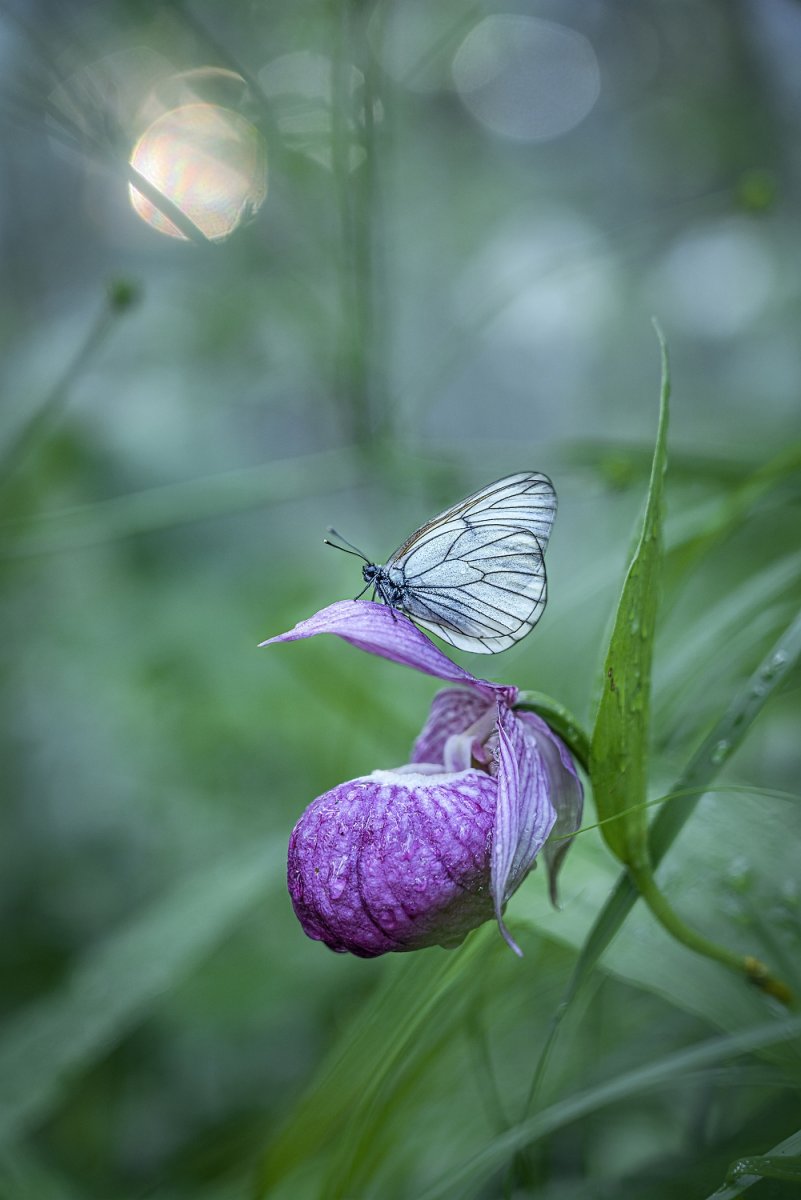 Прохладное утро - Lepidoptera (butterflies) - Macroclub.org
