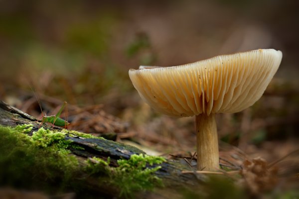 Гриб и кузнечик