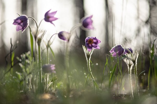 Там где сбываются сны...