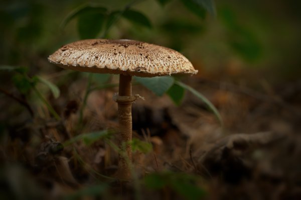 Macrolepiota procera