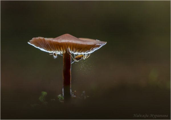 Манна небесная