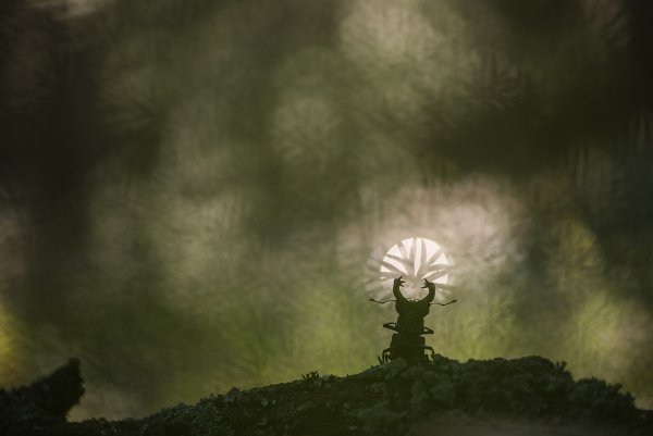 Великий Ра...