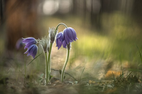 Сны цветные бережно хранят...