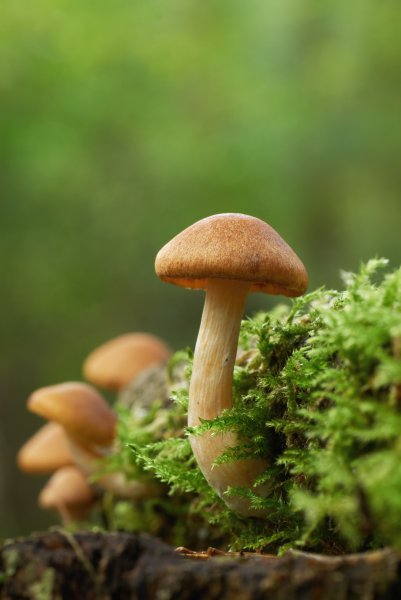 Четверо на одного глядят