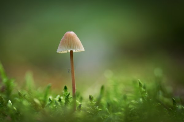 Затерянный во мхах