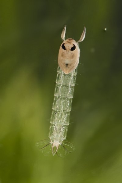 Куколка коретры