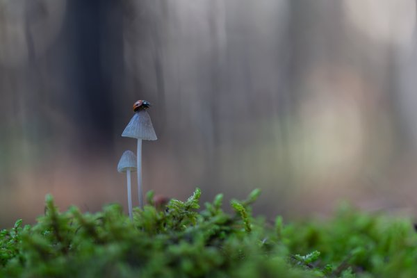 Высоко сижу