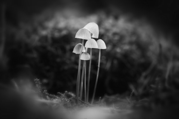 Этюд в темных тонах