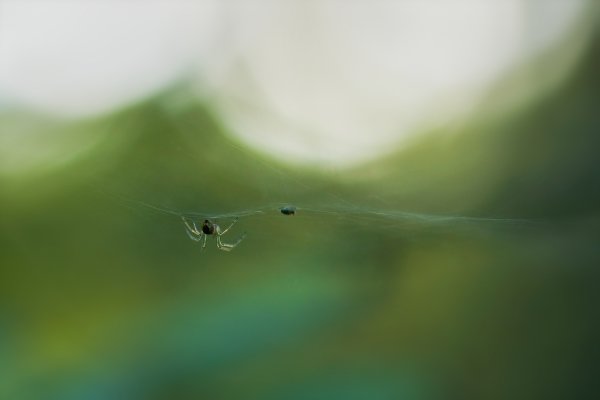 Качаясь на ветра зеленых волнах