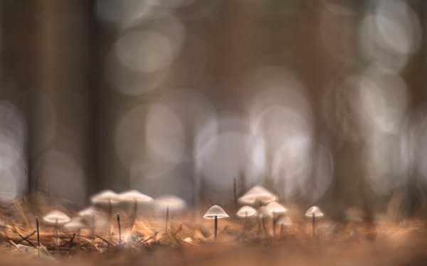 А эльфы улетели ...