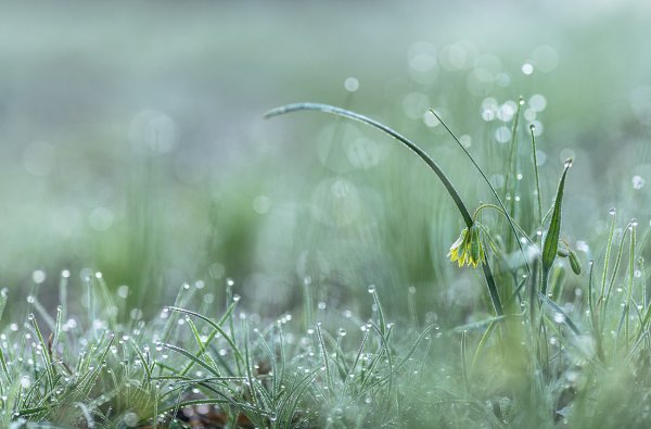 Апрельский лук...