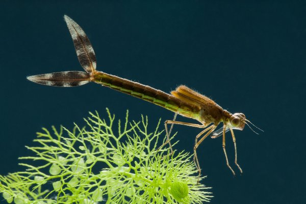 Лютка-иноземка (Lestes barbarus)