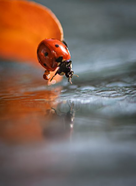 Тот, кто живет в пруду