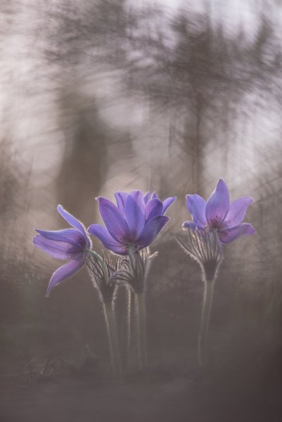 Xоровод снов...