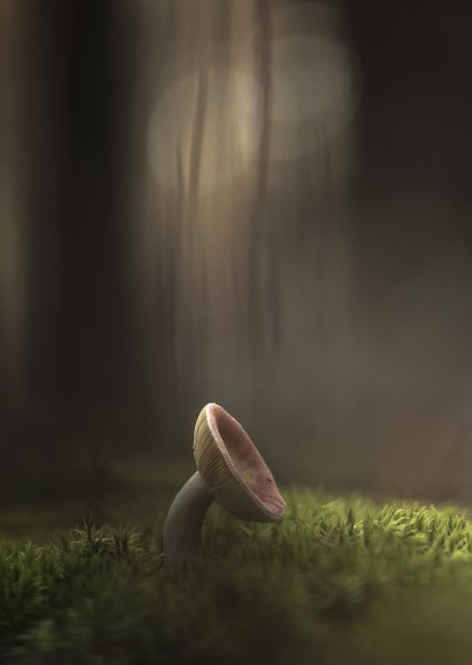 Алиса смотрела на гриб...