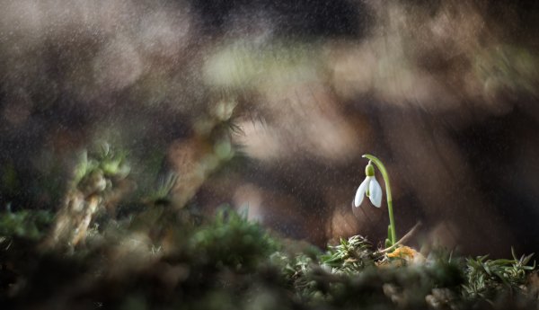 Сны маленького подснежника
