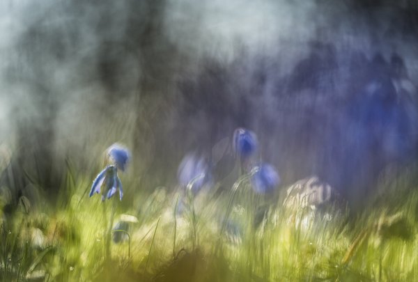 Пролесковый свет...