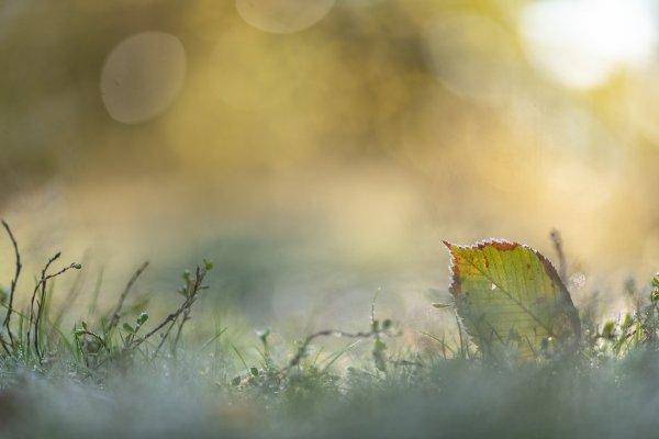 Первые заморозки...