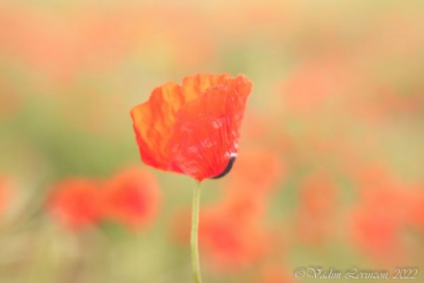 Poppies 2