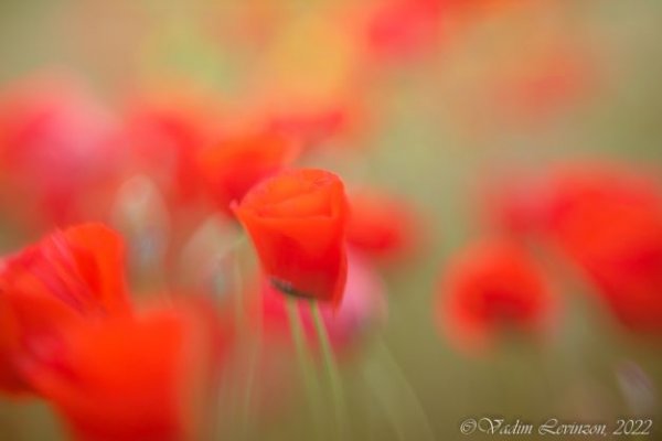 Poppies 1