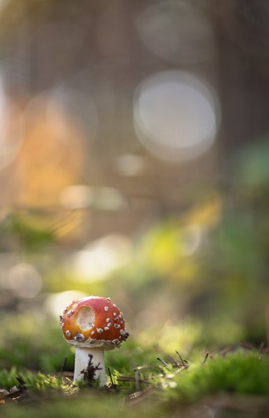 У берёзки....