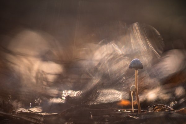 Когда осень в лесу...