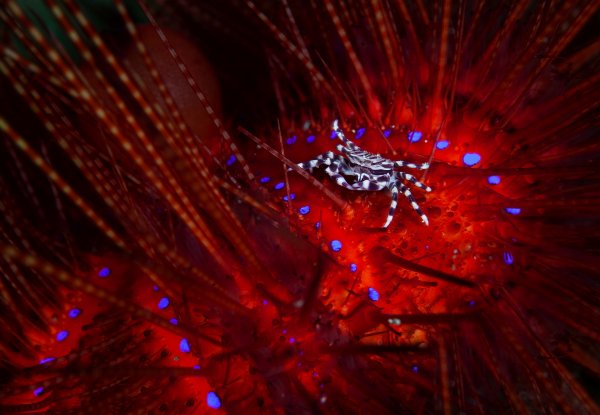 Зебра-краб на морском еже - Crustaceans - Macroclub.org