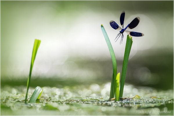 Вентилятор