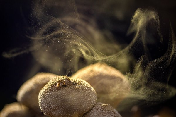 Дедушкин табак