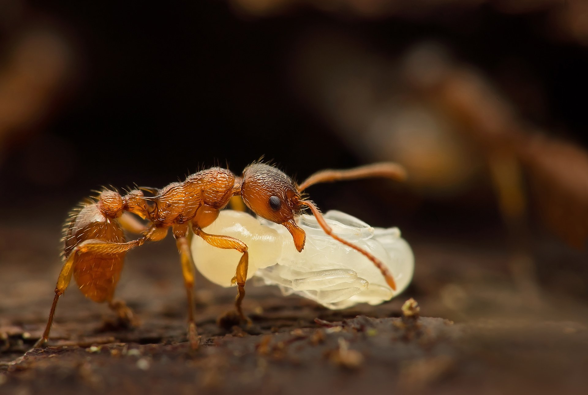 Несмотря на муравьиную склонность. Медовые муравьи. Муравьиные куколки. Куколка муравья. Степной медовый муравей.