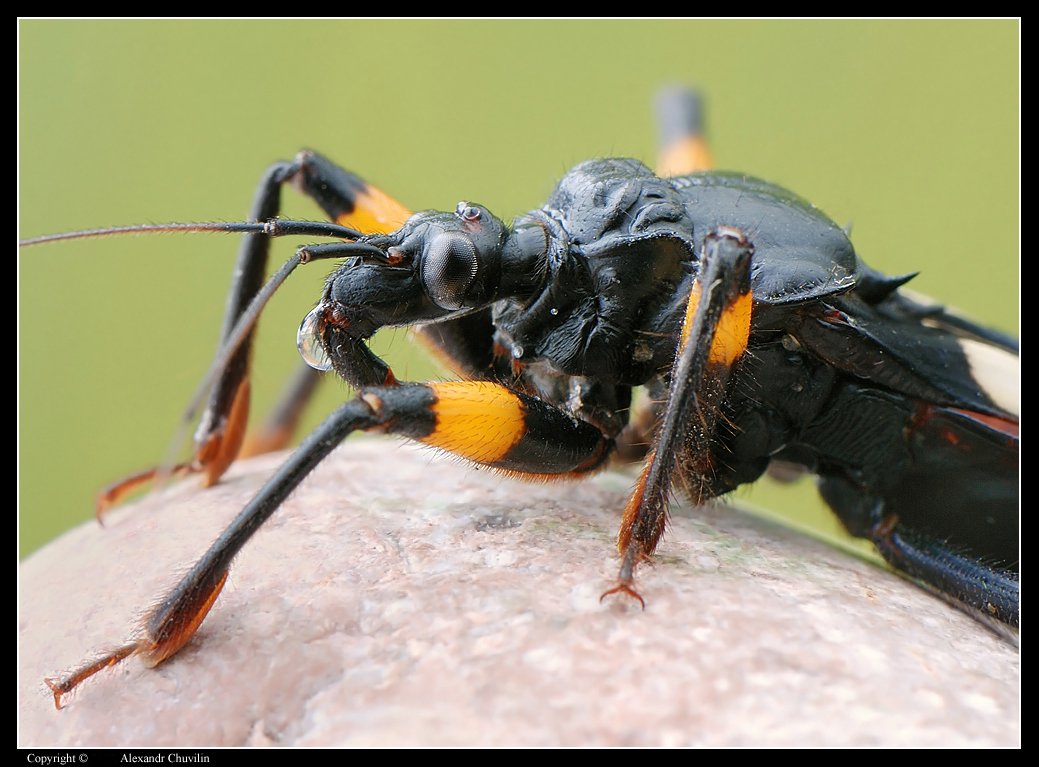 жук убийца водяной клоп. жук убийца шагаса укус. какие опасные жуки. самые постные жуки в мире. какие опасные жуки.