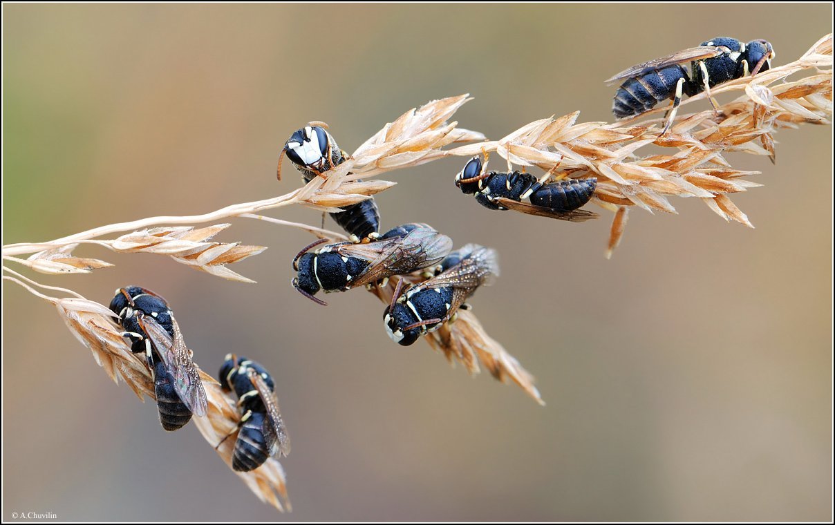 Сонное царство.jpg - Diptera - Macroclub.org