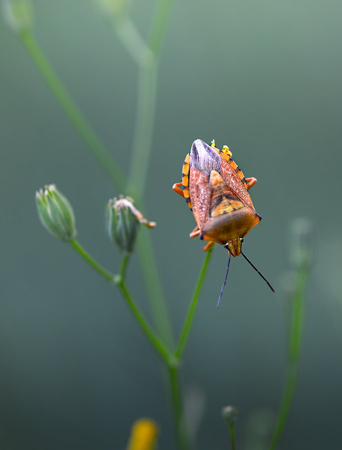 Сад расходящихся тропок - Hemiptera - Macroclub.org