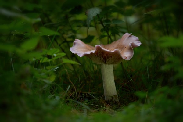 Спрятанный в крапиве