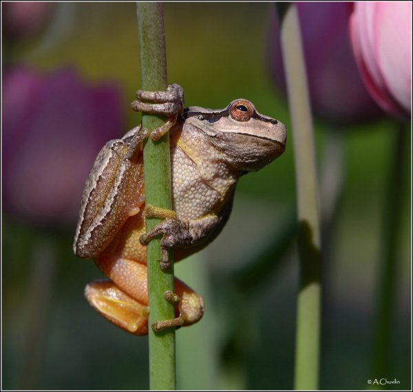 Тяга к прекрасному