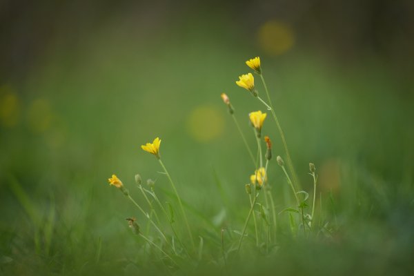 Цветы ноября