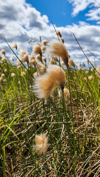 Пушица рыжеватая