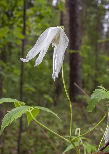 Личико-то открой!