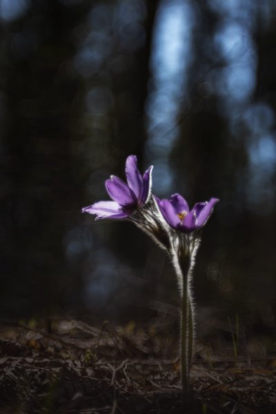 утренний сон