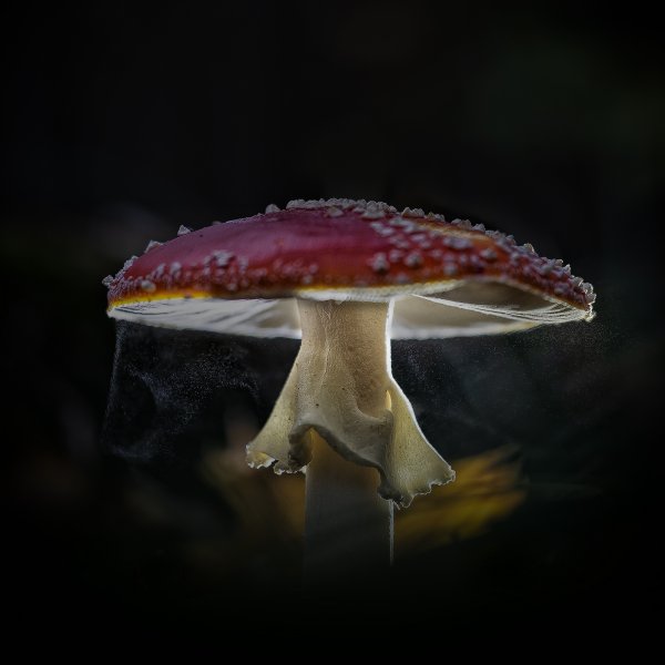 Мухомор