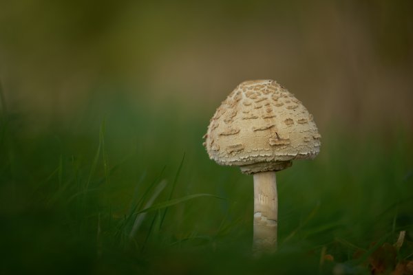 В зеленых травах возле поля....