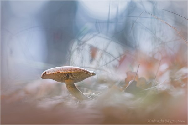 Последний осенний