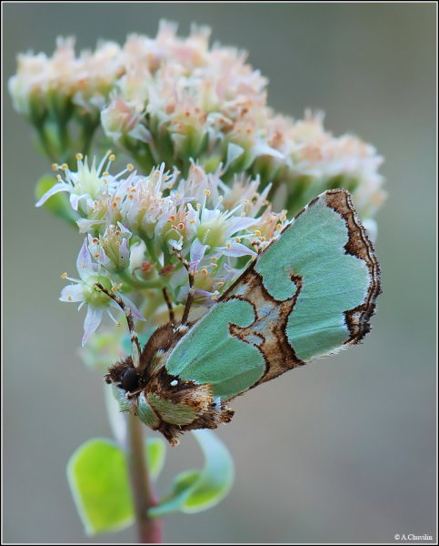 Великолепная Staurophora celsia L..jpg