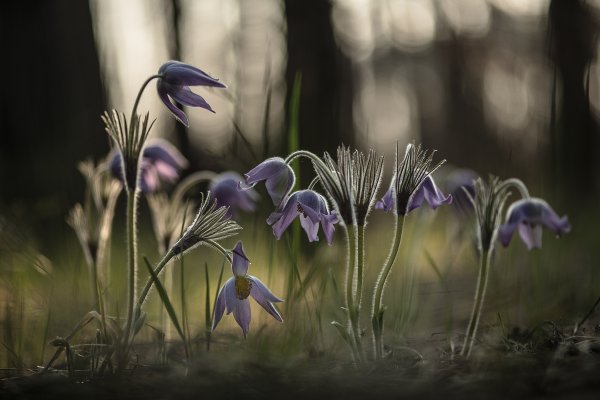 Мгновения снов...