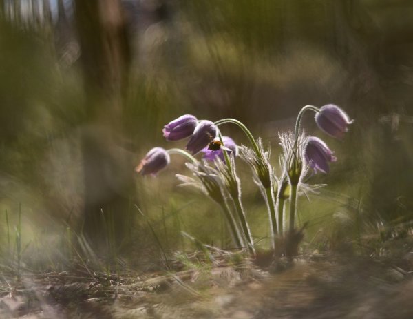 Под сенью дуба
