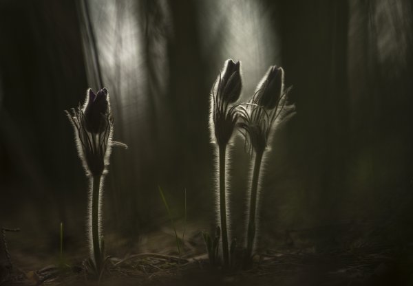 Спящие сны...